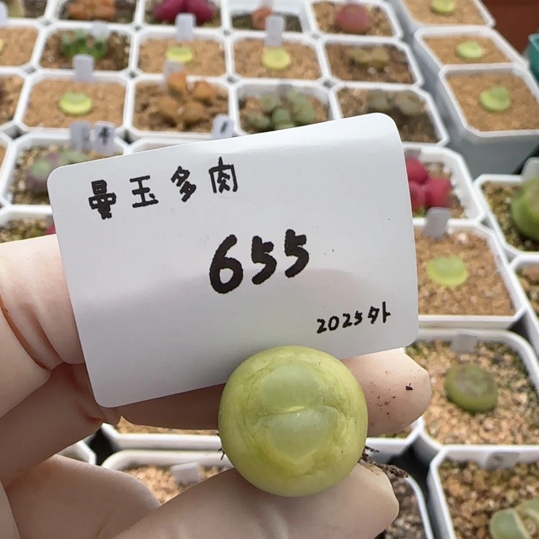 拖****鞋多肉多肉多肉2025-655拖鞋