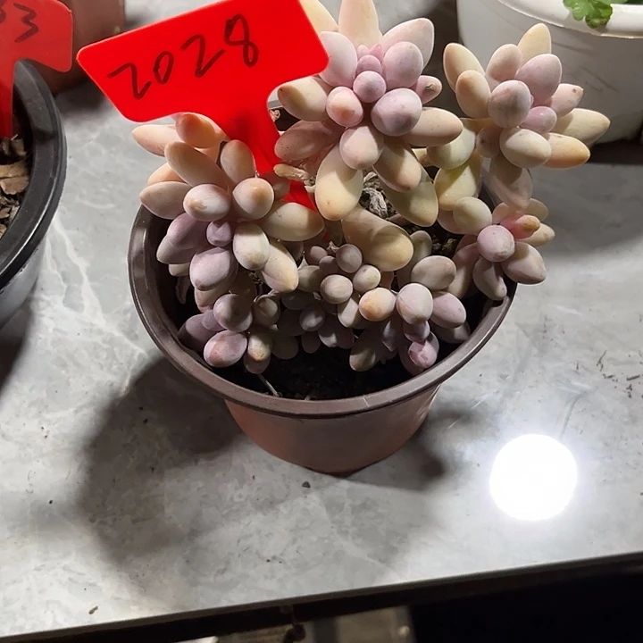 蜜***李0000000000000002028