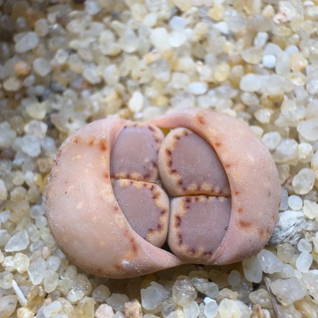 浅****?0225-34饼干编号k