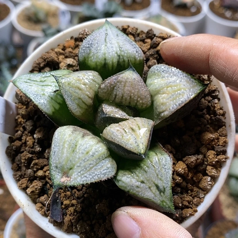 【闪购商品】283武士红