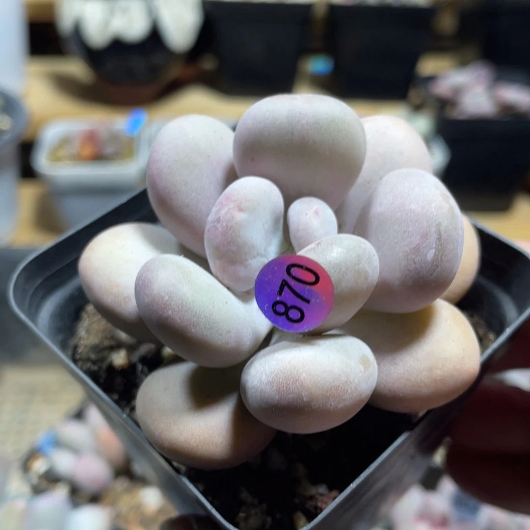 达摩奶酪多肉植物