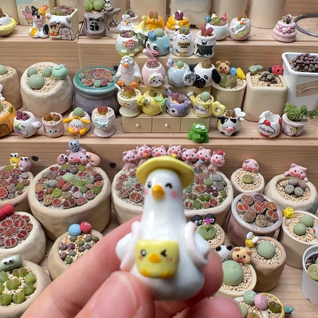 @****多肉植物94号单独盆