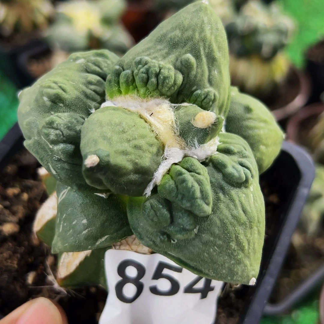 无花朵福利大尤怒涛牡丹854