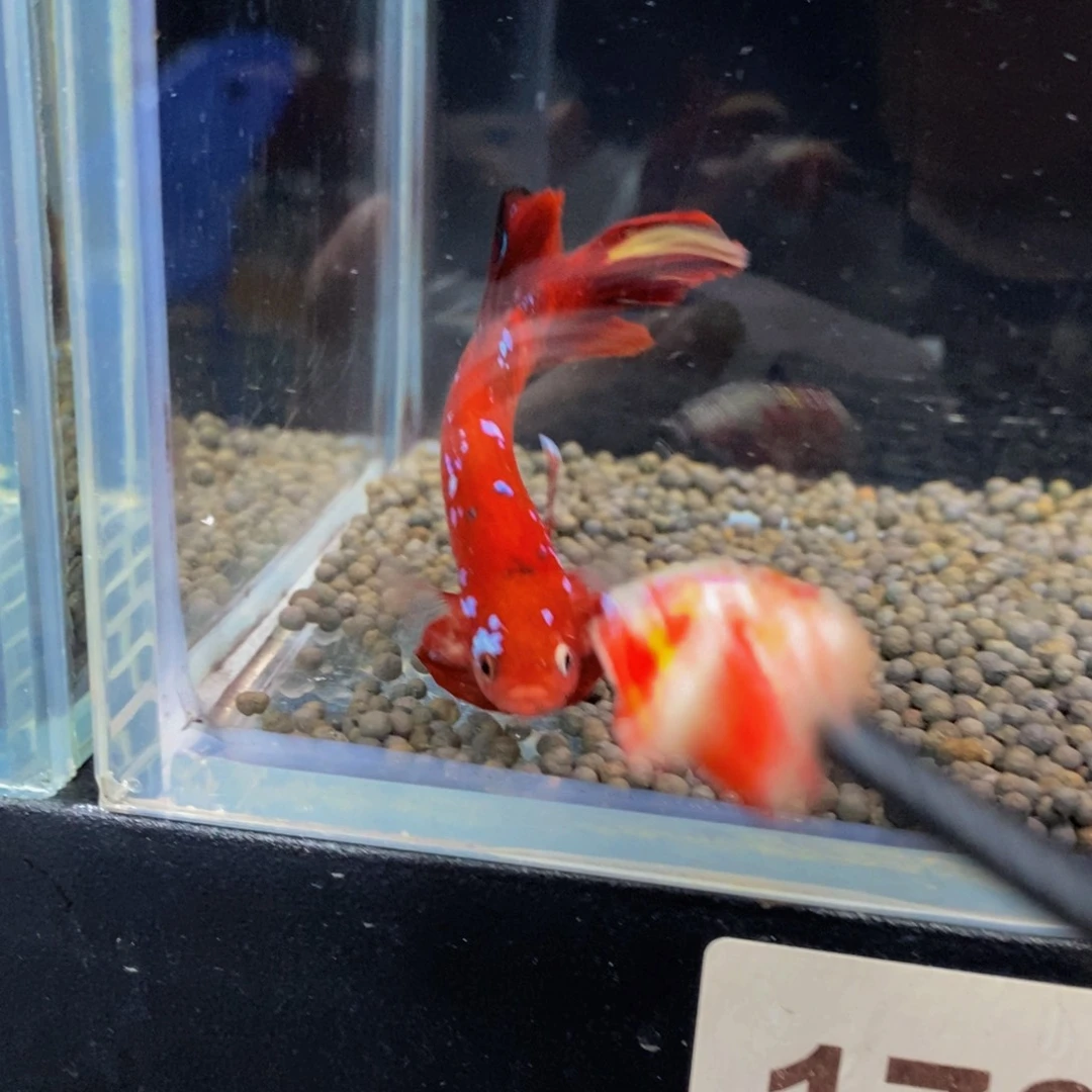 斗鱼170巨斗111111