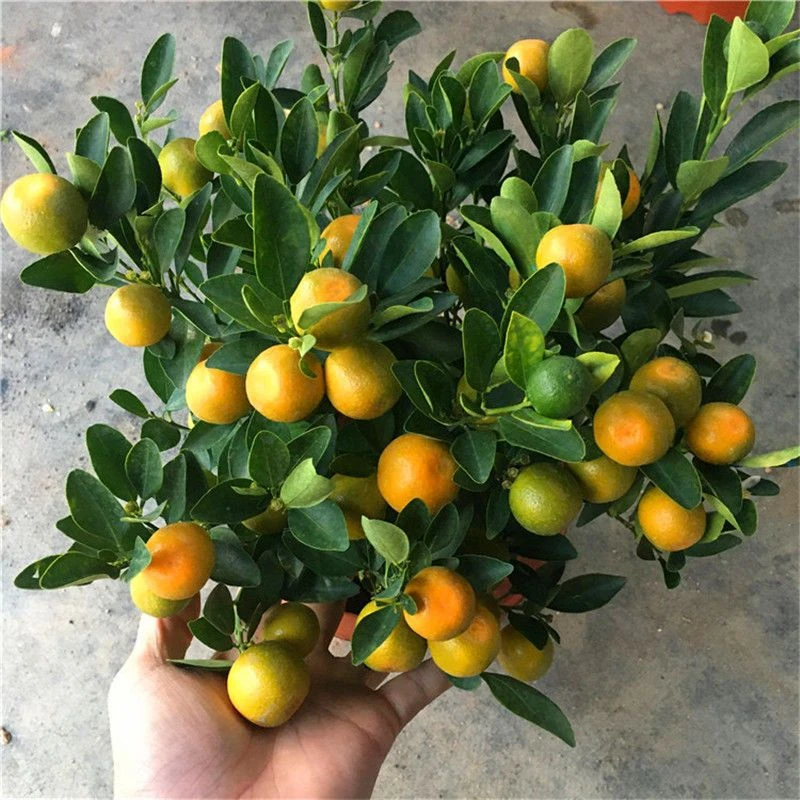 直播间【一物一拍】金桔脆皮蜜糖红美人阿蜜达天草苹果柚嫁接果树苗