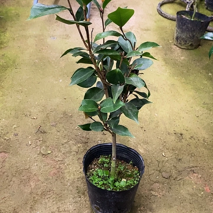 超墨。 55高。   1个包。