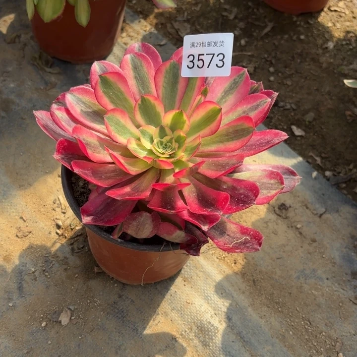 蛇毒美杜莎多肉法师3573