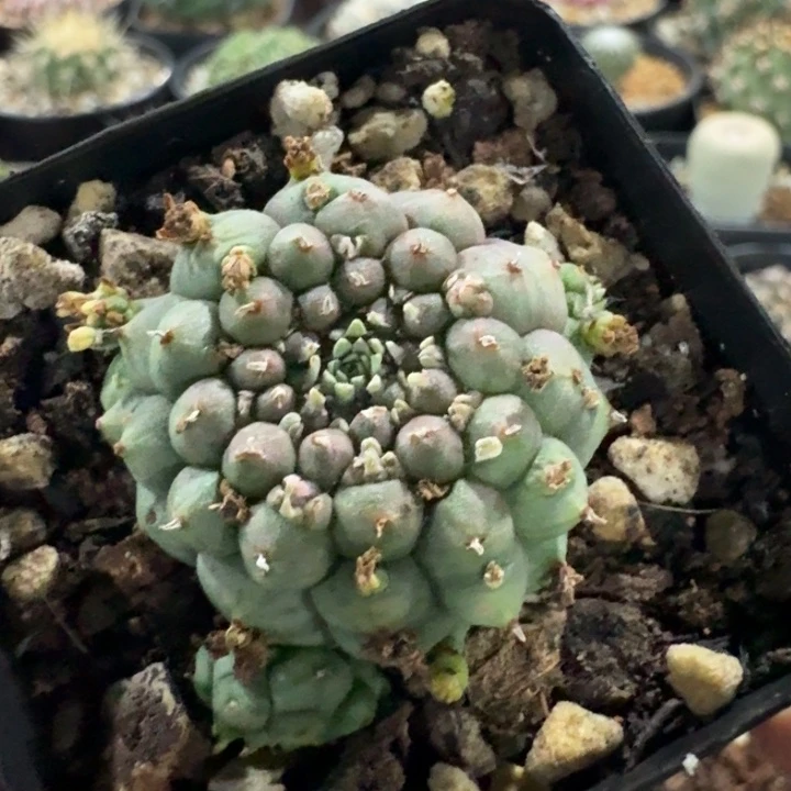 龟甲布纹球自根仙人球