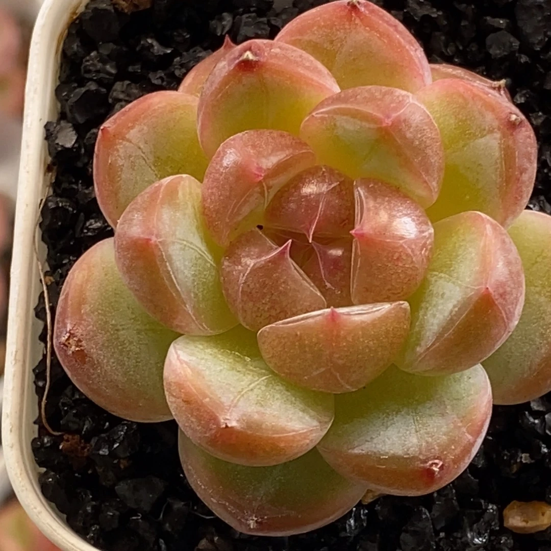 天官赐福百无禁忌