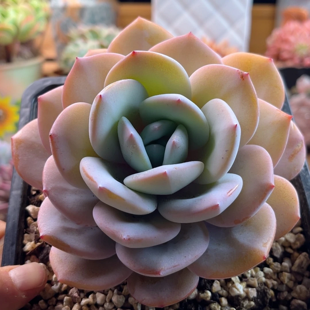 帝*2.24-25奶茶111111