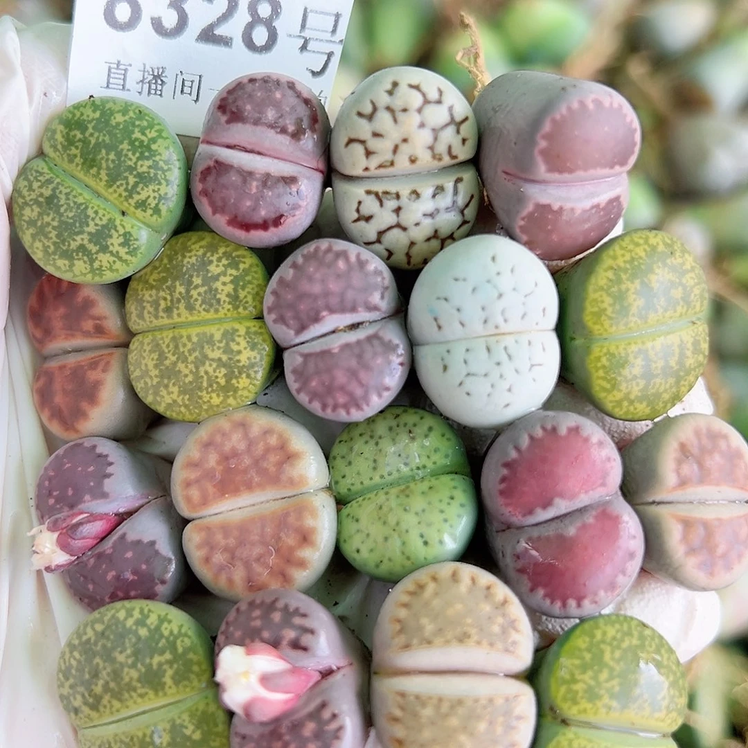 8328 好养易活生石花大母本18个