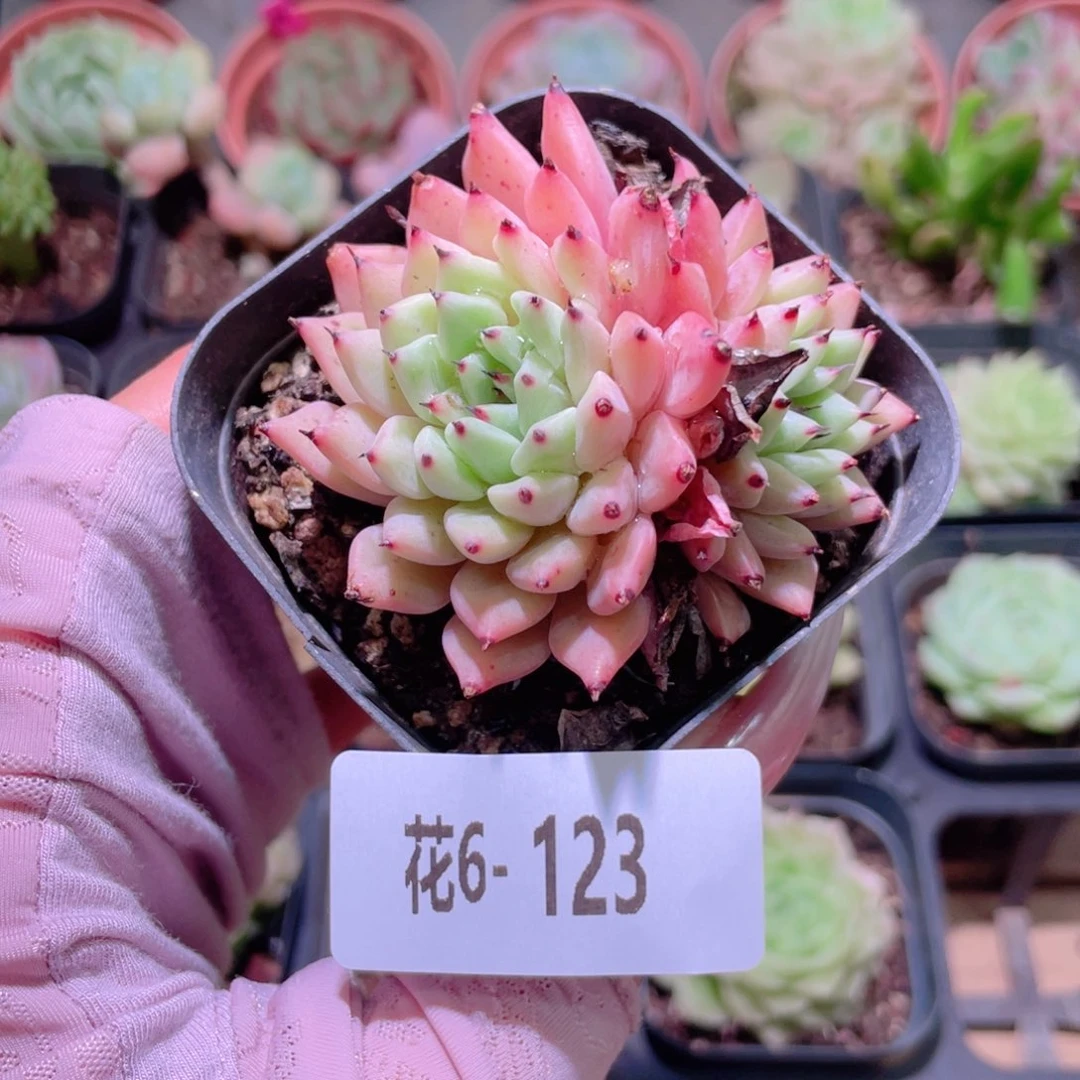 花利美6-123原始绿爪