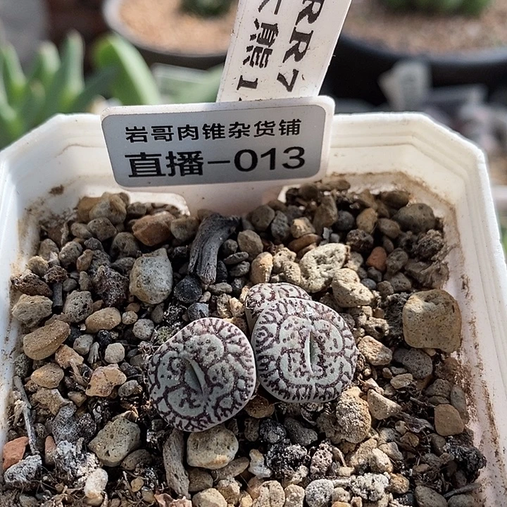 大熊种源RR714墨3头群