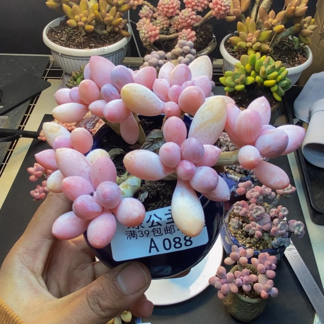 053香水手指奶多肉8c m