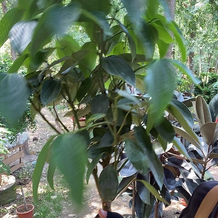 全部花苞处理平安树29的