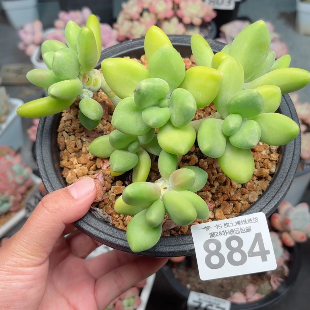 芒果KK奶无盆土发货