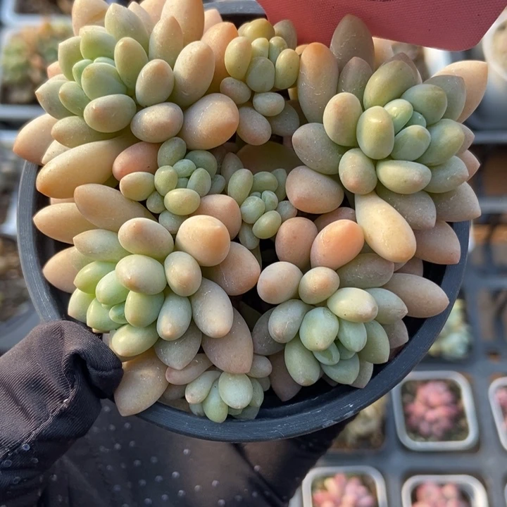 1763洛可可多肉植物保护