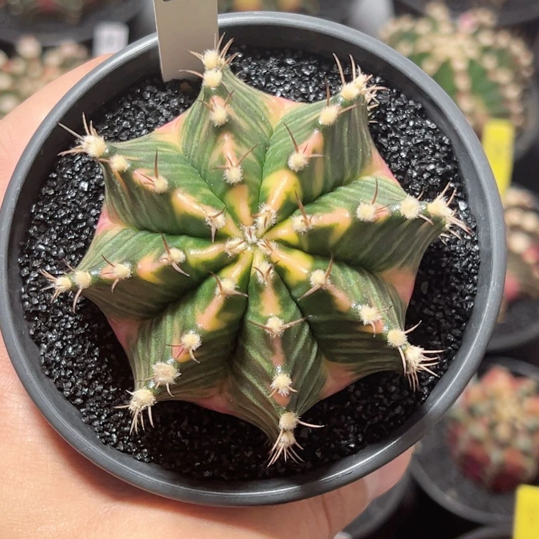 泰系米哈——带盆土发货