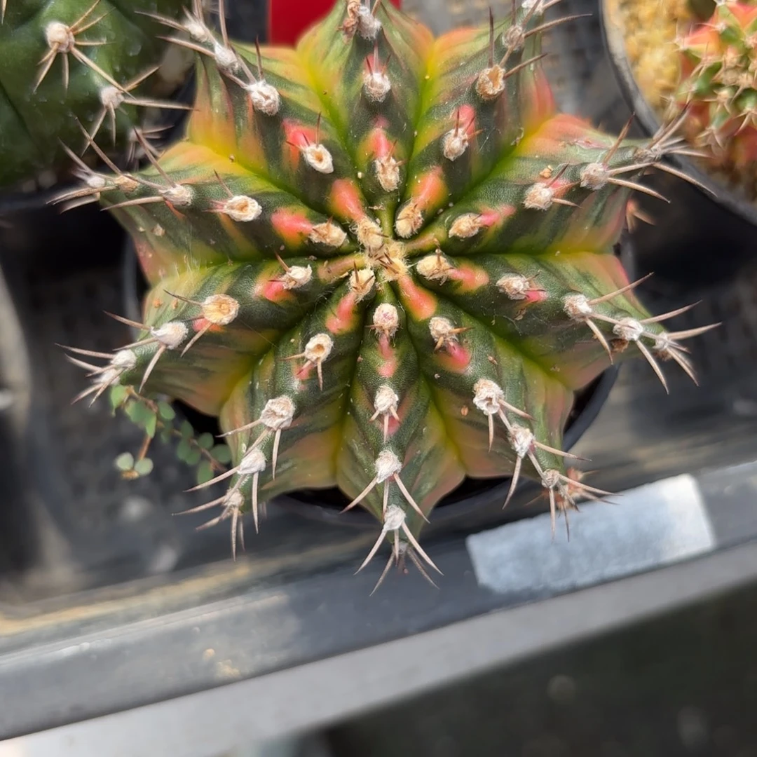 189-1126泰国发货多肉