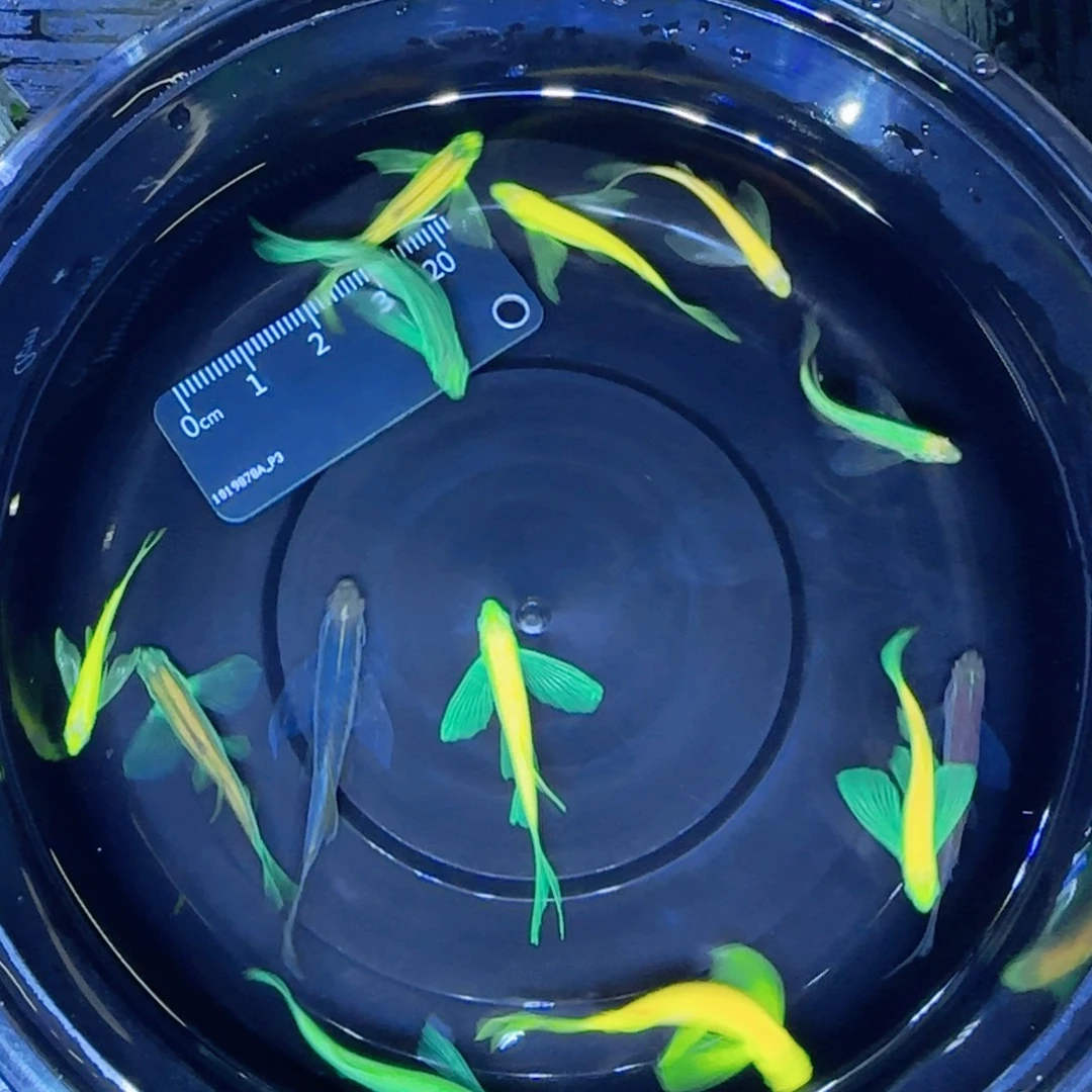 海水豹纹稀有的套餐