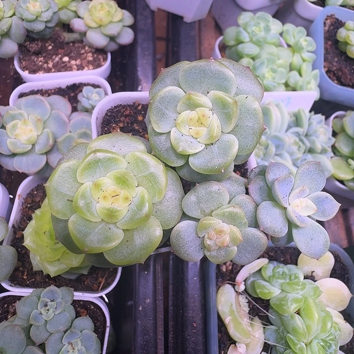 荔枝4头朵朵群福利