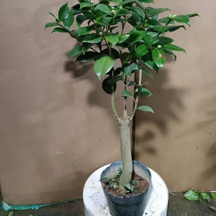 331依恋贝蒂，原盆原土发货，不包邮