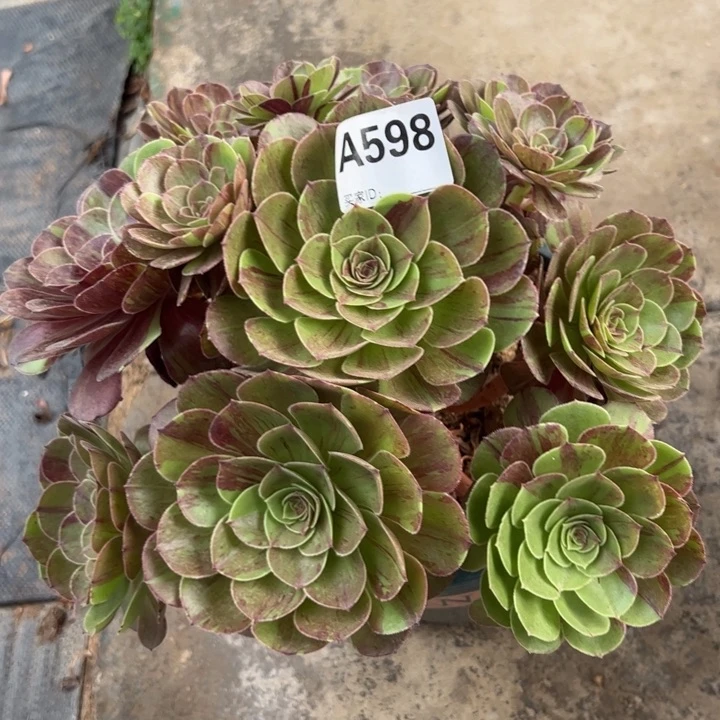 598花月夜25厘米左右半木