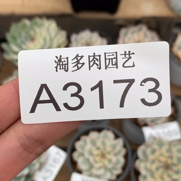 不满398发顺丰空运拍这