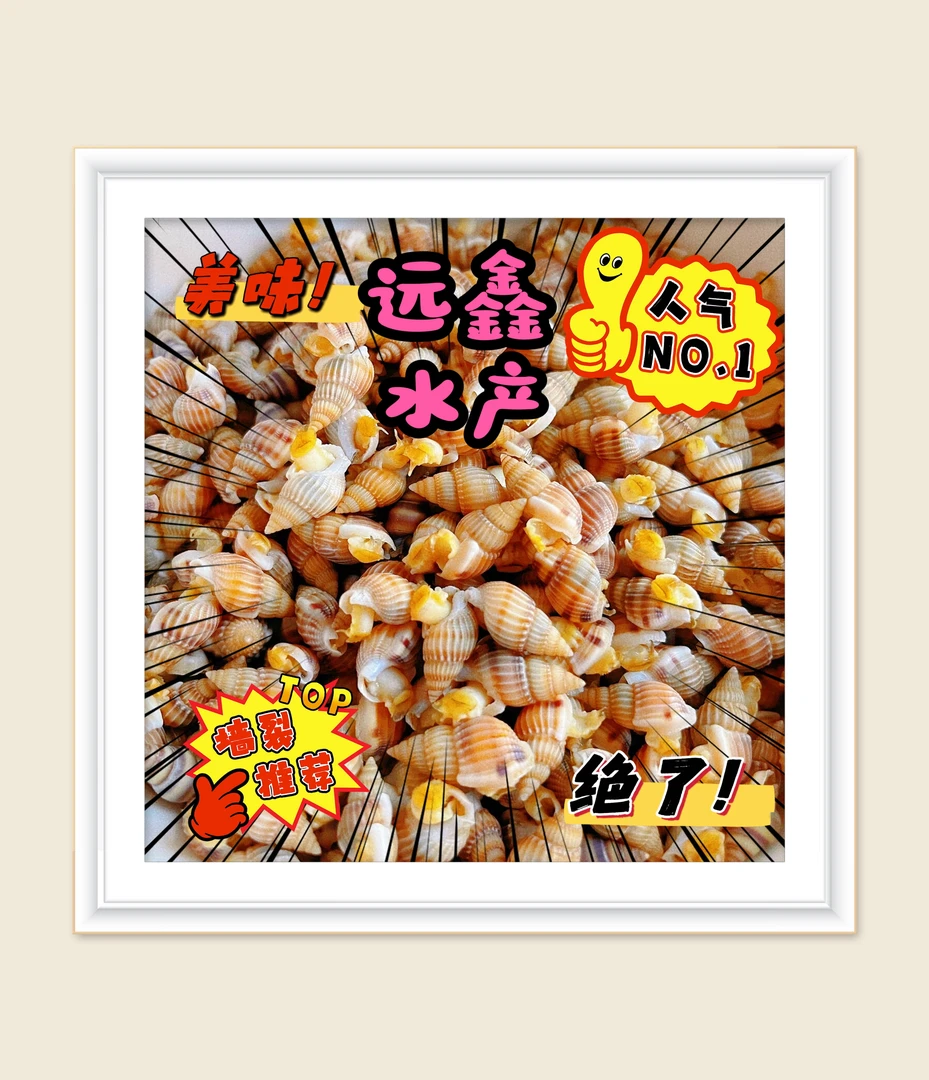 X辽宁丹东东港大号海螺丝保鲜保肥保活无泥无沙顺丰包邮