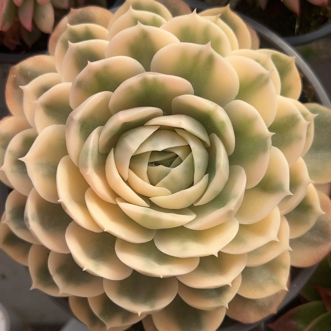 满38包邮昂斯诺大单头