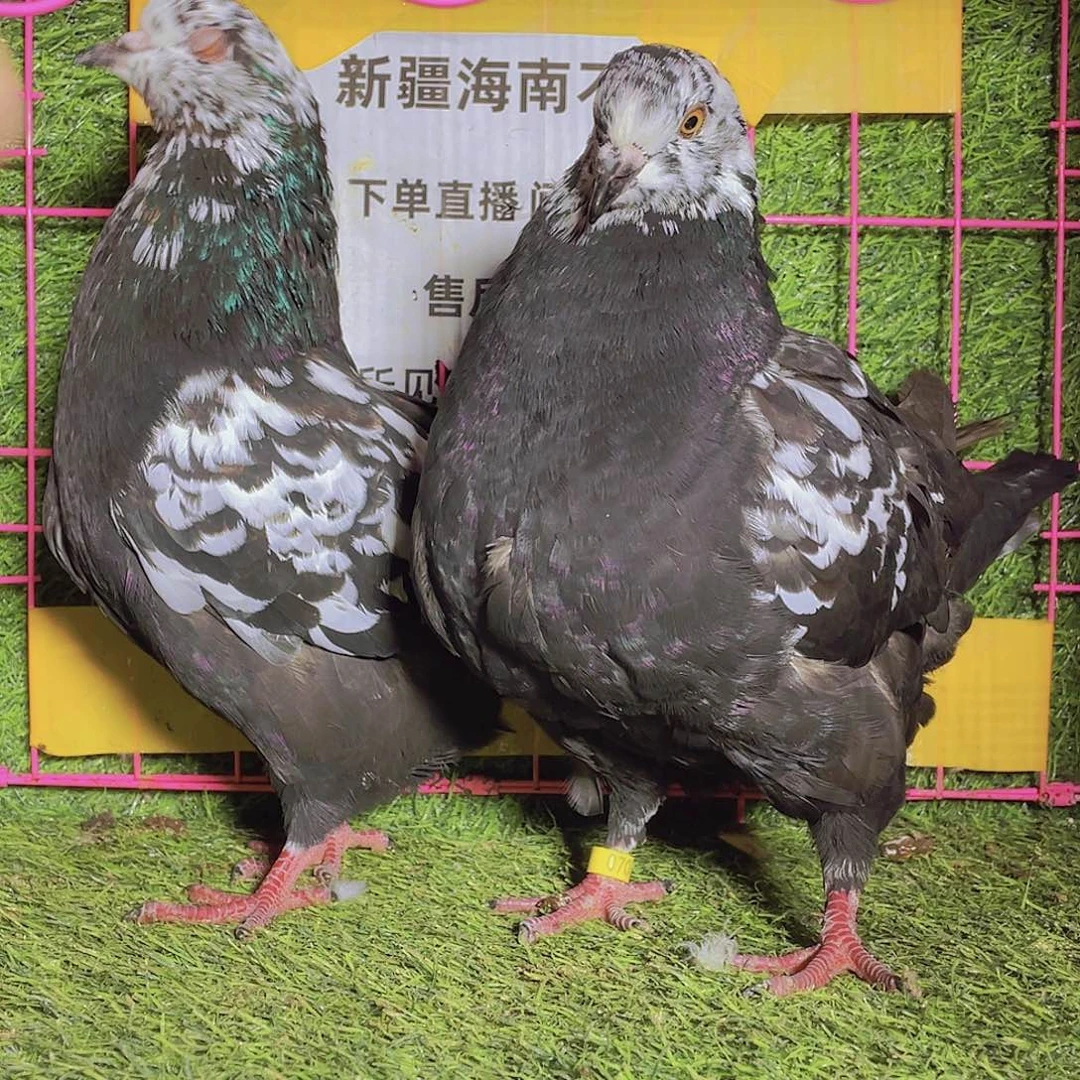 忠***诚3中国大陆包装元宝鸽子