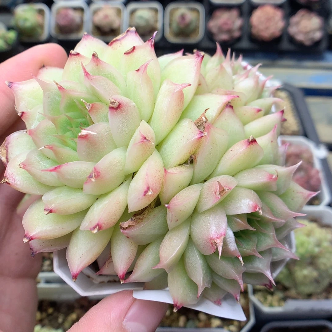 F190海王麦杆珍妮，20包邮两天凑单