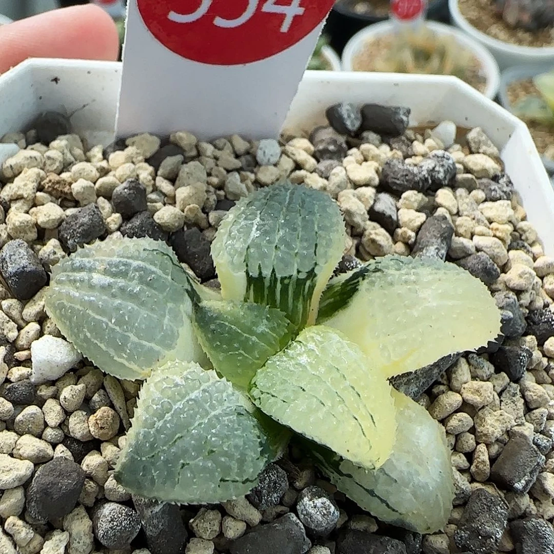 554号天空之境锦一物一拍带盆土