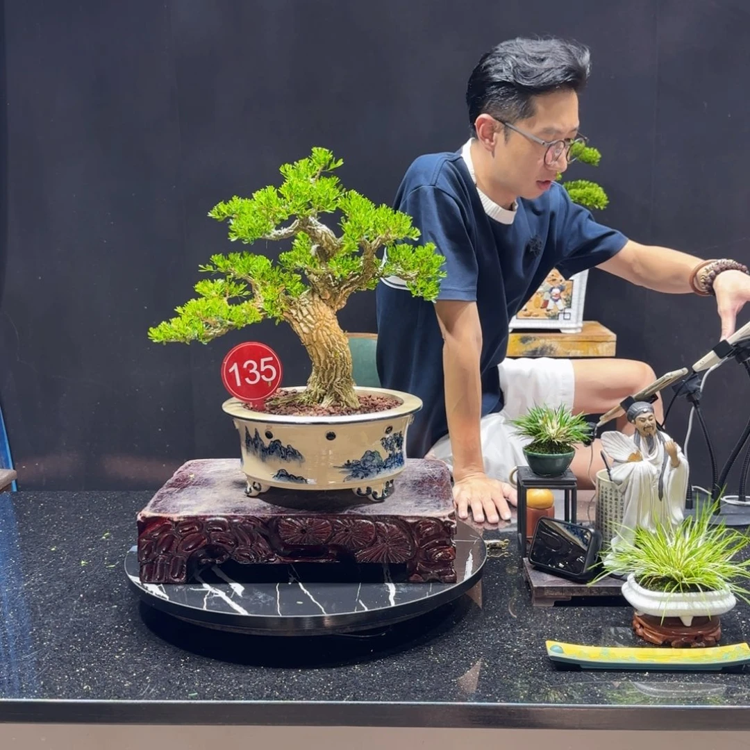 无花朵黄杨室内室外盆景艺术