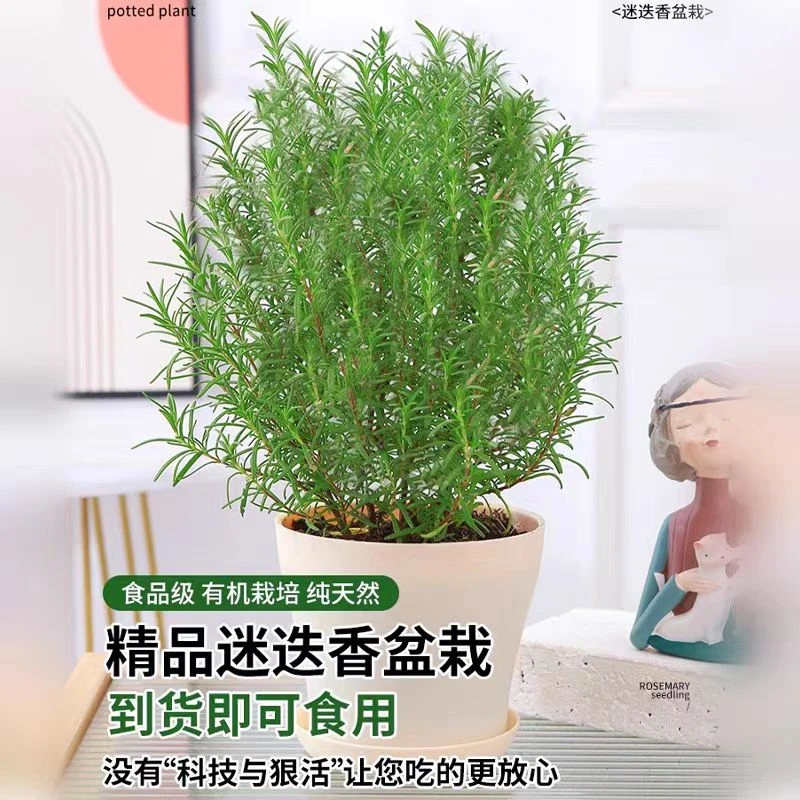 可食用大盆迷迭香室内外盆栽绿植客厅驱蚊植物净化空气迷迭草新鲜