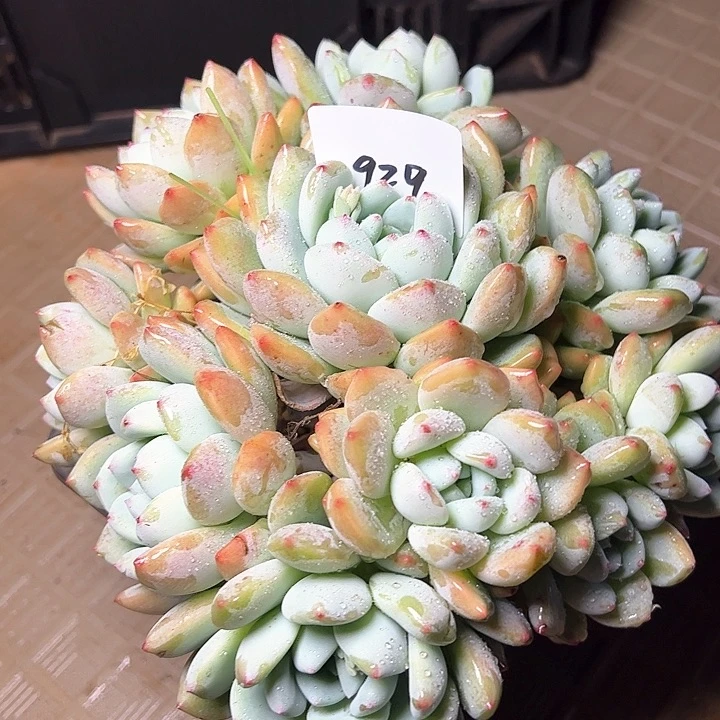 番**?929////////////////