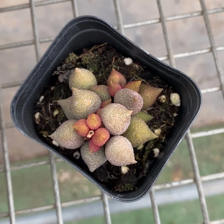 伯克利和格蕾纳等著名音乐