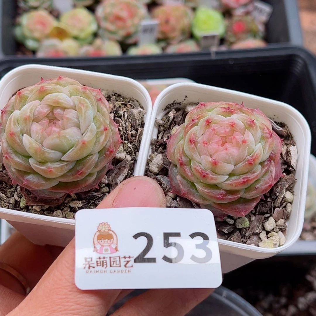 多肉植物多肉植物