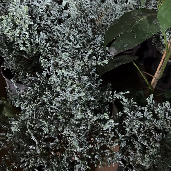 无花朵蓝色波儿瓦