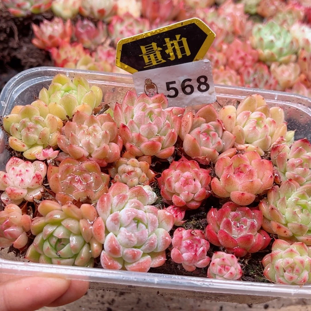 多肉植物多肉植物