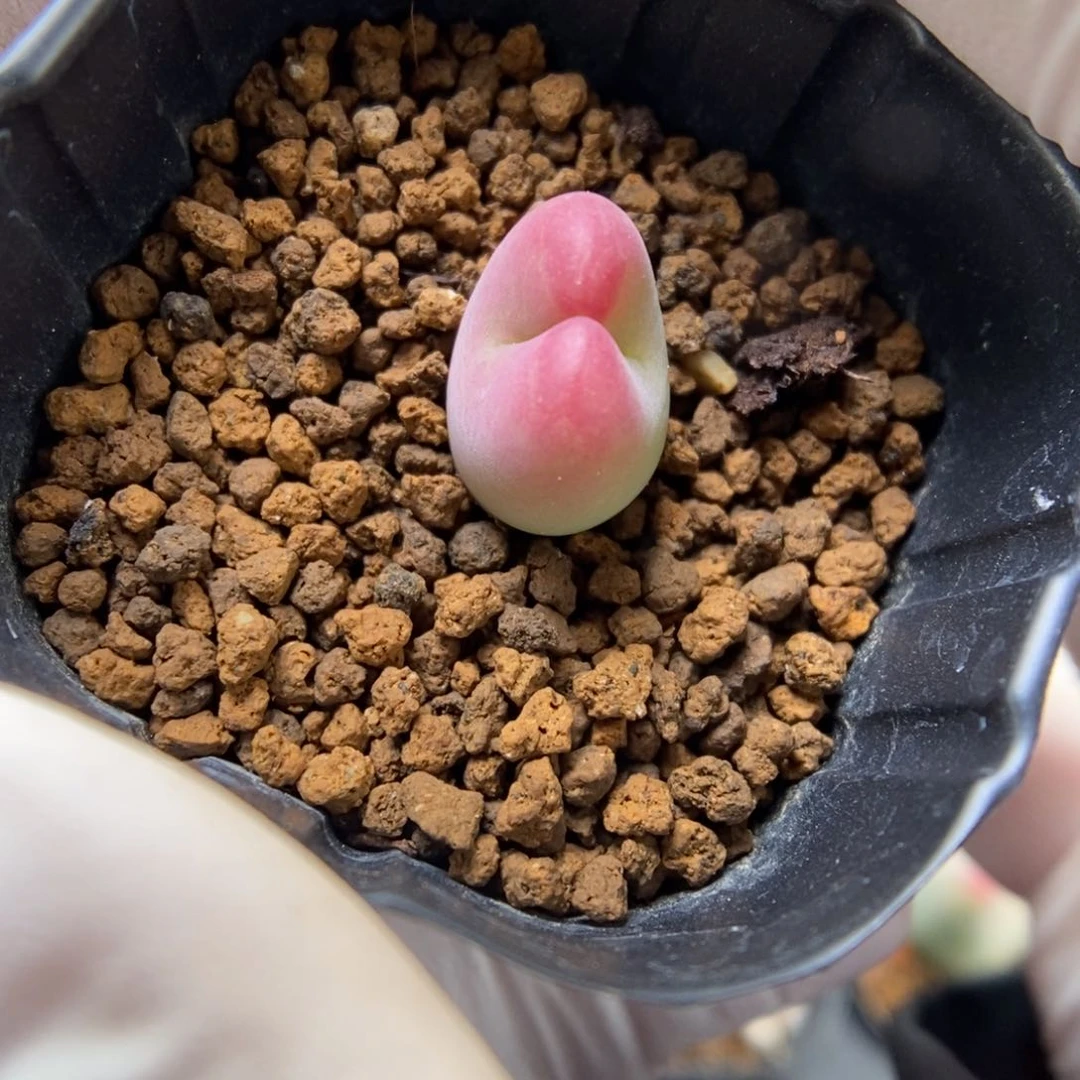 多肉植物肉锥杂交K-3980（1.2）将杂