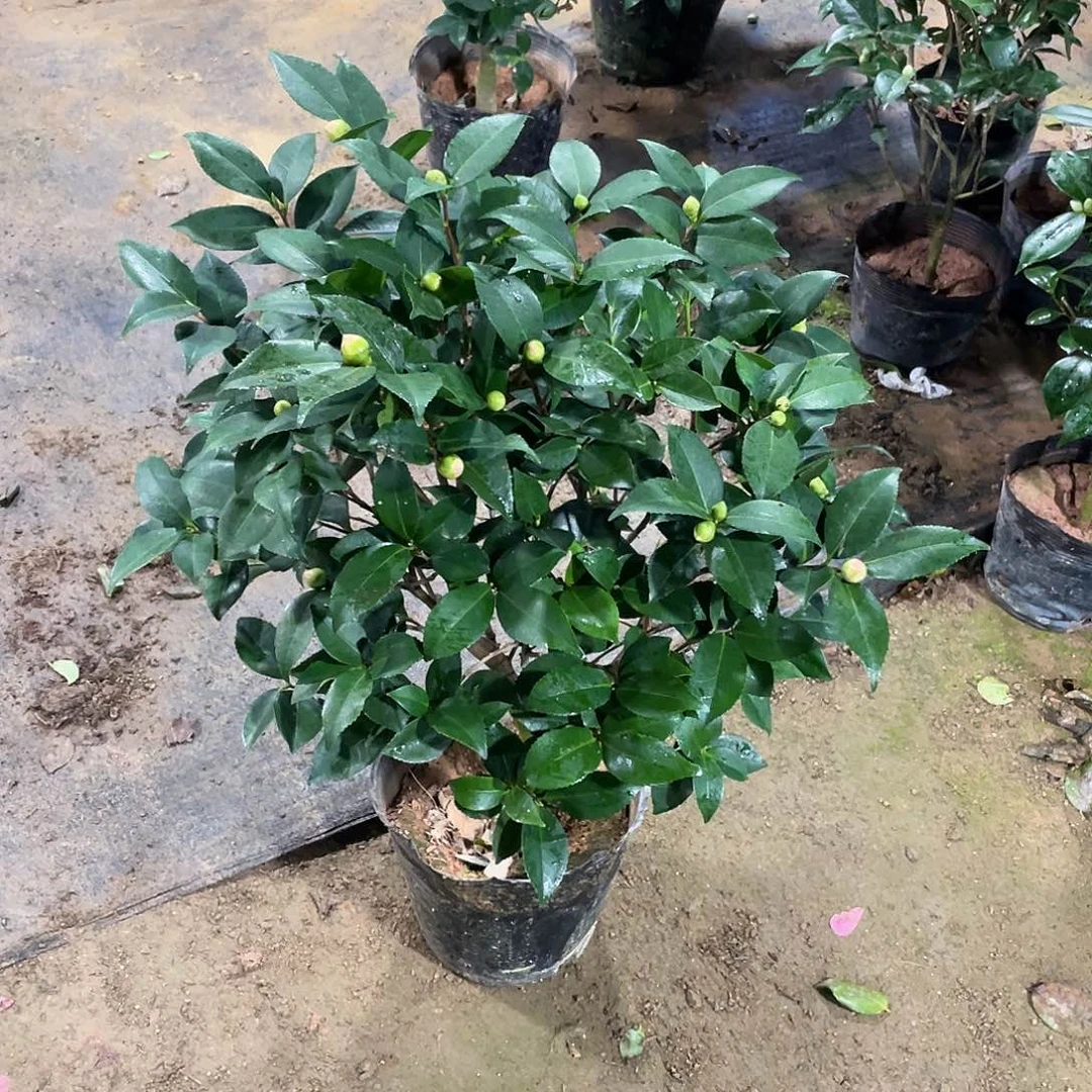 无花朵香妃茶花111