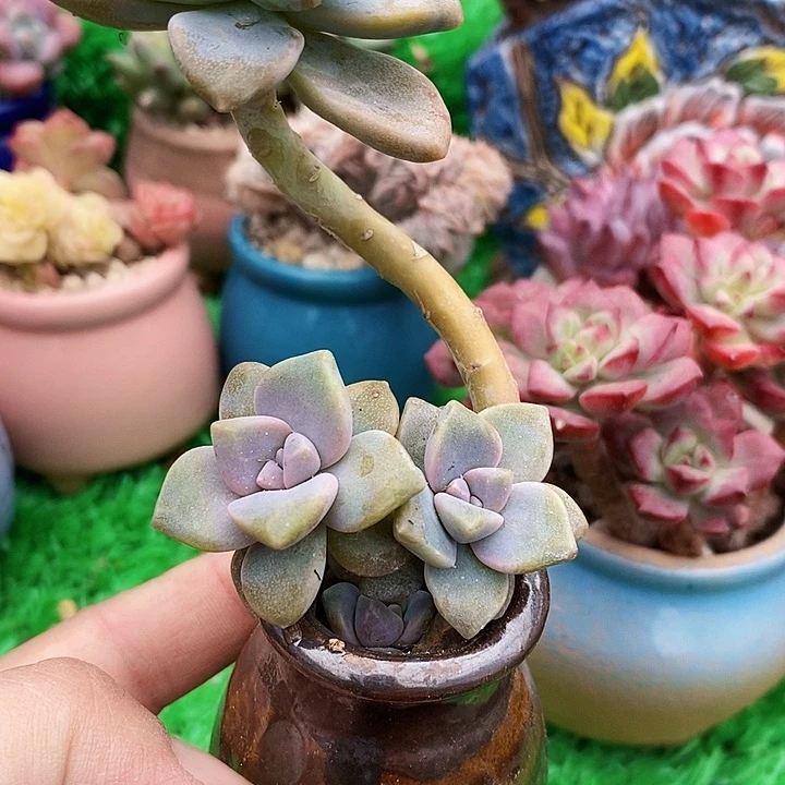 罗罗多肉杏美人带盆土