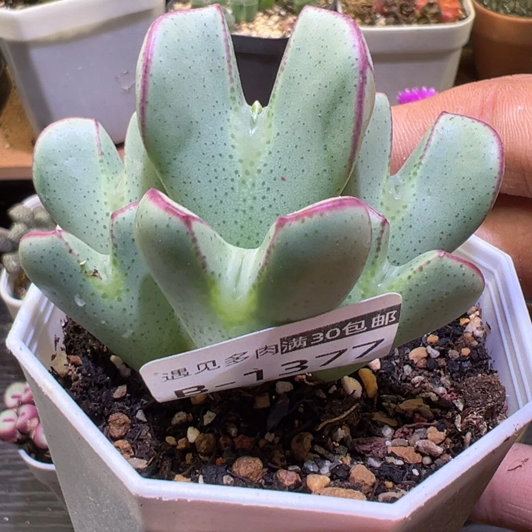 多肉植物11111111111