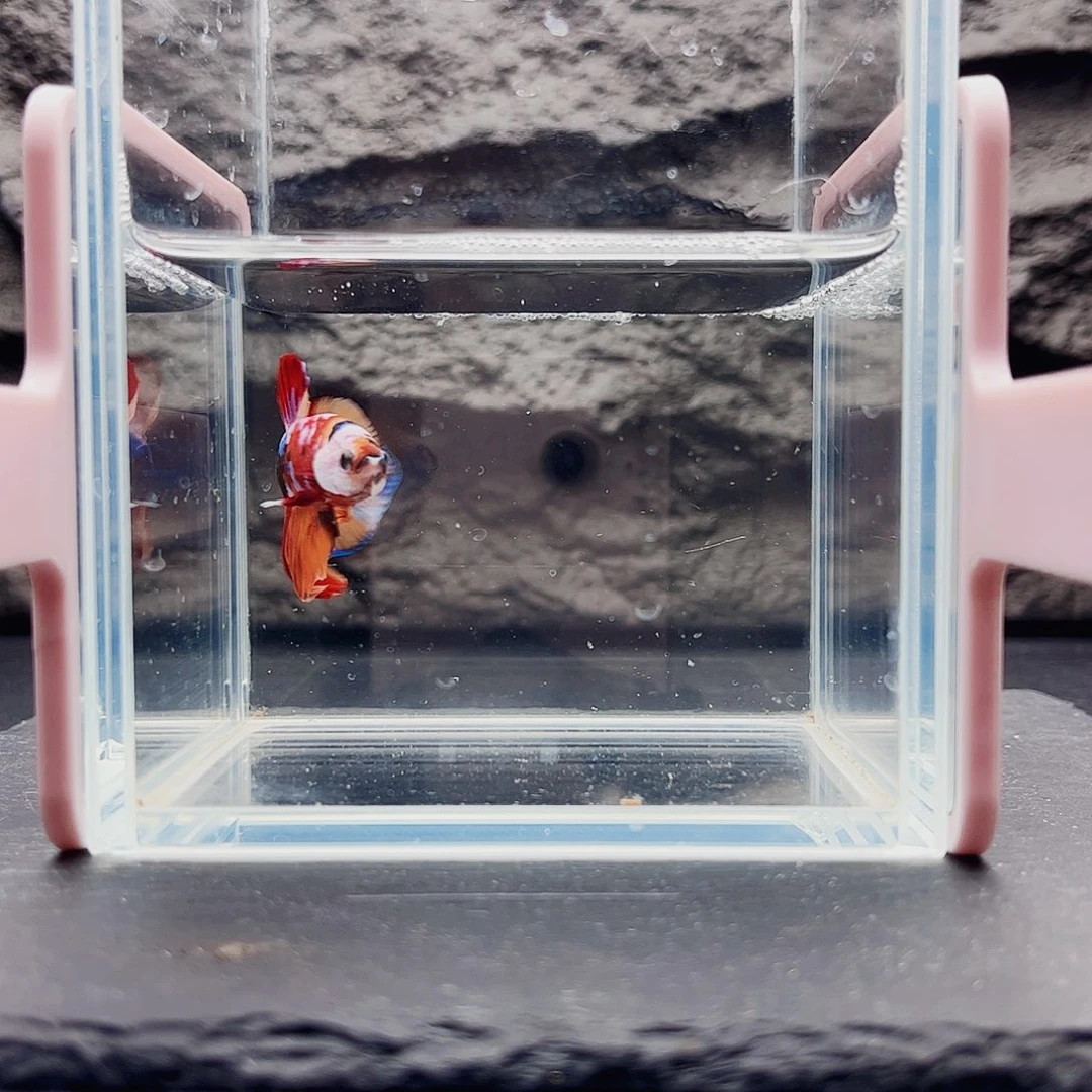 海水鱼宙斯斗鱼竞拍11-12