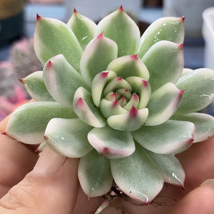 3802吉娃娃腹轮锦炸多肉