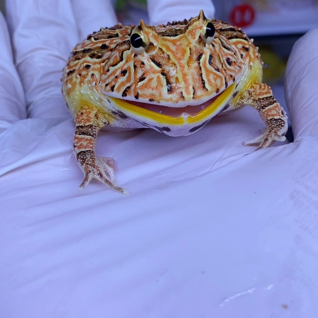 角蛙角蛙3-10cm闪购专享链接