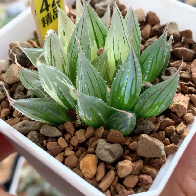 【闪购商品】42大卫针管