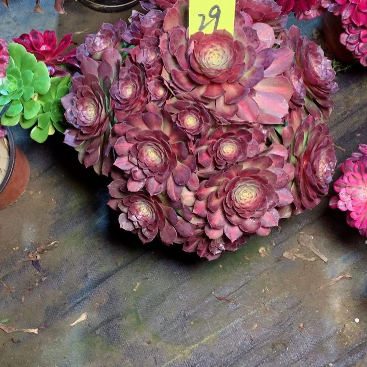 29抹茶多肉一物一拍