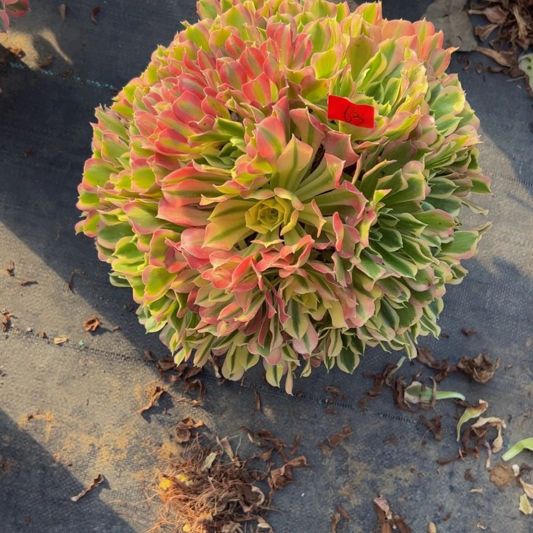 小*儿63炖肉植物发货白凤